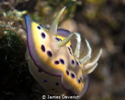 Chromodoris Kuniei by James Deverich 